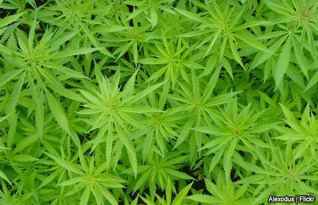 20070624-cannabis