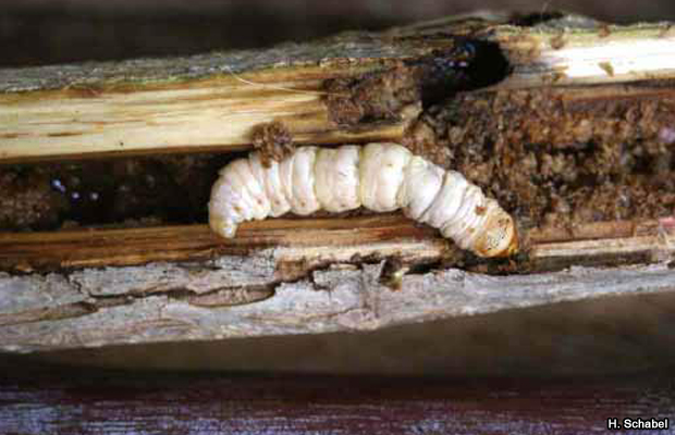 20150316-gusano-tanzania